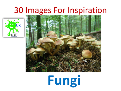 Visual Art Resource - 30 Images of Fungi for Inspiration