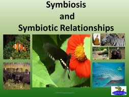 explain the term symbiotic relationship with an example