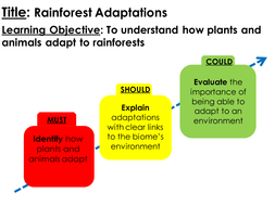 Rainforest Animal Adaptations Lesson Teaching Resources