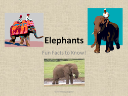 Elephants Fun Facts About Elephants PowerPoint | Teaching Resources