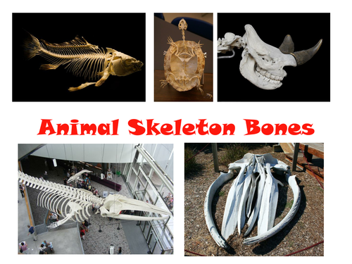 Animal Skeleton Bones - PowerPoint + 31 Fun Teaching Activities For These  Cards | Teaching Resources
