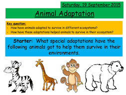 animal groups worksheet Animal Lemonellie2000  Resources Adaptation Teaching  Tes by