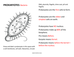 Prokaryote Coloring Worksheets Answer Key