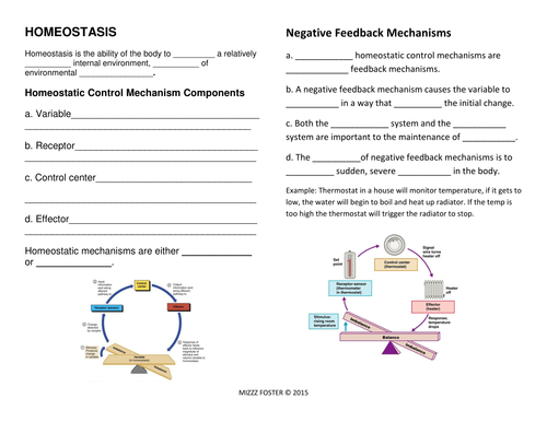 homeostasis-worksheets-and-answer-key-by-mizzzfoster-teaching