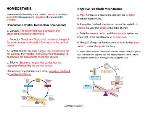 Homeostasis Worksheets and Answer Key by mizzzfoster - Teaching