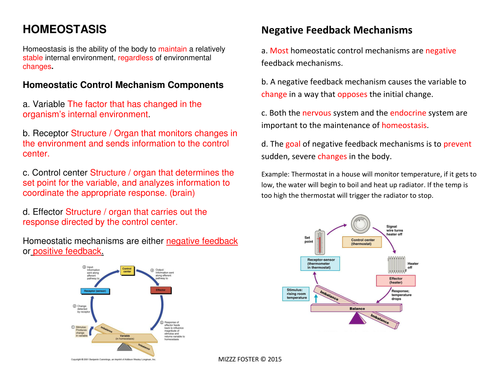 homeostasis-bundle-power-point-chart-worksheets-answer-key-quiz-with-answers-teaching