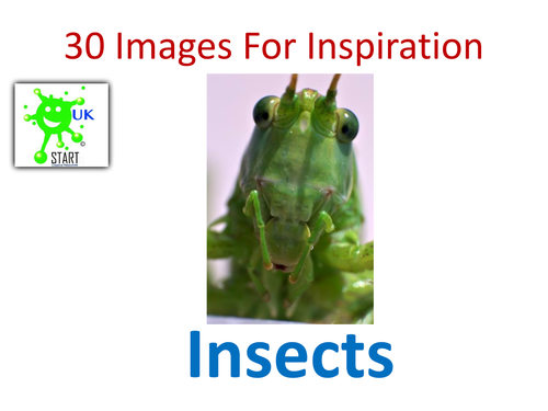 30 Images for Inspiration - Insects