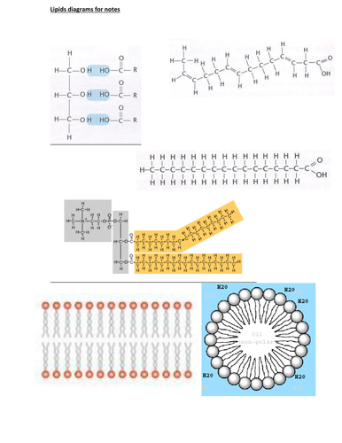 AQA A level Biology new spec 1.5 Lipids | Teaching Resources