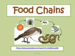 Minibeast Introduction and Food Chains Pack | Teaching Resources