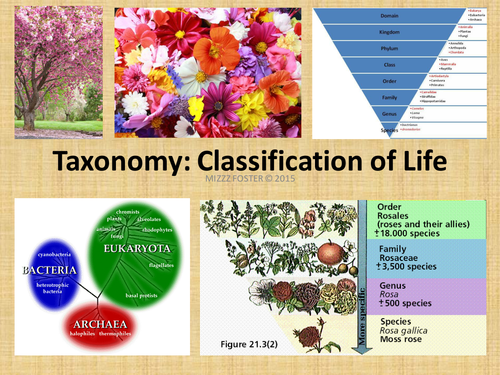 Taxonomy Classification Bundle: Power Point and Chart with Key ...