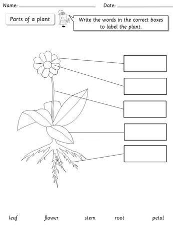 Year 1 Science - Plants topic pack | Teaching Resources