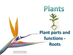 Year 3 science - Plants - powerpoints, worksheets, planning & display ...