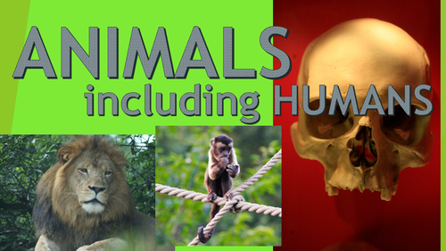 Animals including Humans