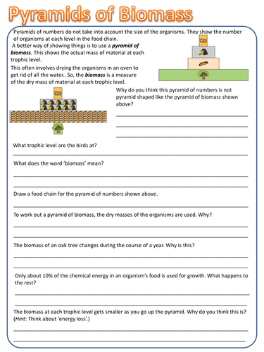 Lessons On Pyramids Of Numbers And Biomass Worksheets
