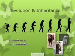 Year 6 Science KS2 Evolution and Inheritance topic pack : powerpoint ...