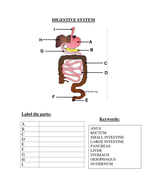 ks3 or gcsesen foundation biology food tests ppt worksheets