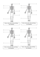 The Skeleton | Teaching Resources
