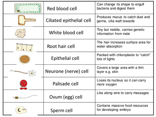 Cells lesson 3 - specialised cells | Teaching Resources