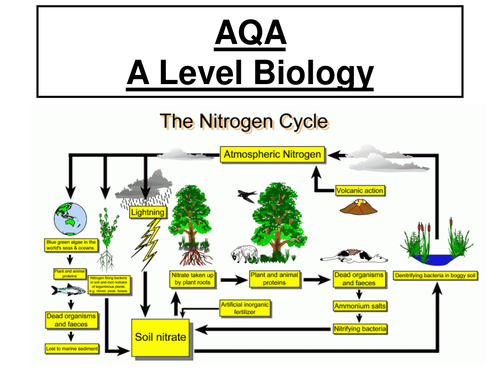 AQA A Level Biology - Nitrogen Cycle ppt, worksheet, practical