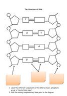 DNA structure with extraction experiment | Teaching Resources