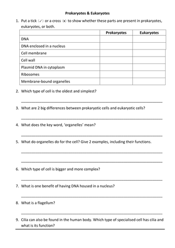 Prokaryotes and Eukaryotes by jenniferseon - Teaching Resources - TES
