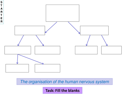 AQA AS Biopsychology - Neurons and synapses | Teaching Resources