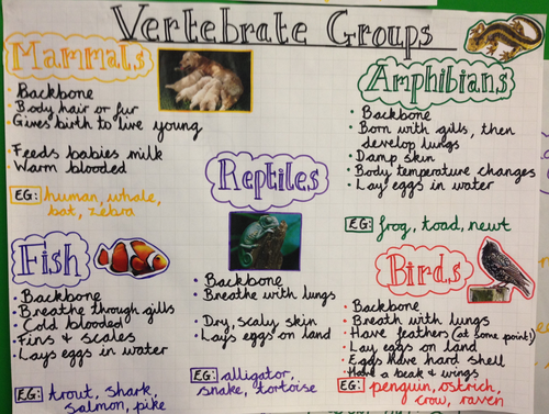 Year 6- Living things and their habitats- COMPLETE unit of work ...