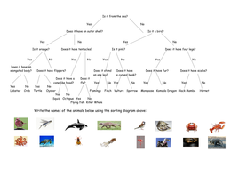 Using Sorting Branch Diagrams (full lesson) | Teaching Resources