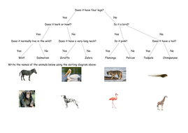 Using Sorting Branch Diagrams (full lesson) | Teaching Resources