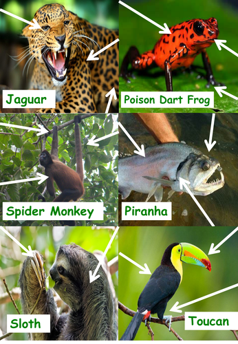 Amazonian Animal Adaptations | Teaching Resources