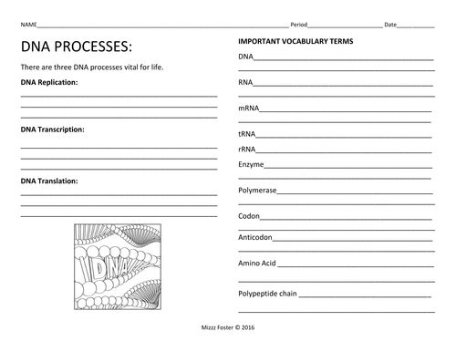 DNA Processes Bundle: DNA Replication and Protein ...