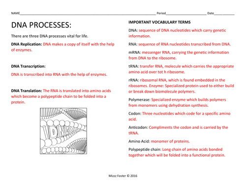 DNA Processes: DNA Replication and Protein Synthesis Worksheets with Key by mizzzfoster  UK 