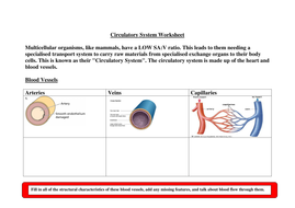 circulatory system lesson plans for elementary