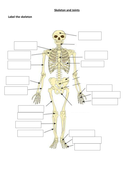 GCSE PE, Skeleton and Joints | Teaching Resources