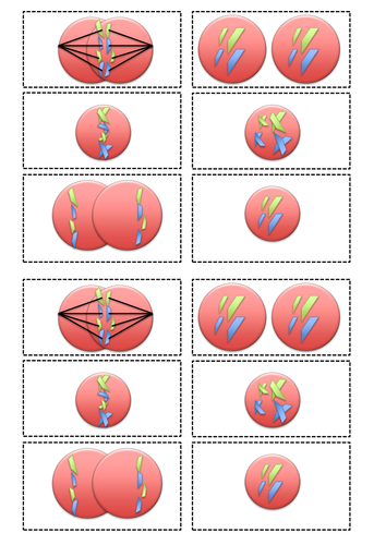 Mitosis for new GCSE | Teaching Resources