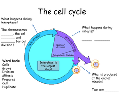 Mitosis for new GCSE | Teaching Resources