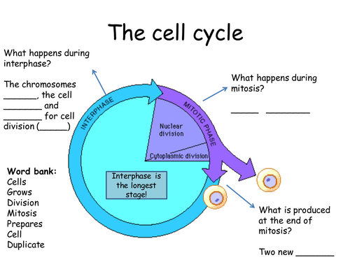 Mitosis for new GCSE | Teaching Resources