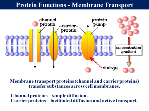 3.1.4.1 The Nature of Proteins (Structure & Function) | Teaching Resources