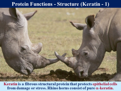 3.1.4.1 The Nature of Proteins (Structure & Function) | Teaching Resources