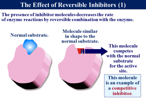 3.1.4.2 The Nature of Enzymes | Teaching Resources