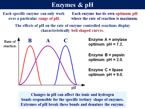 hypothesis the nature of enzymes from organism to organism