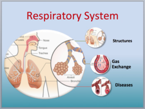 Respiratory System - Biology PowerPoint Lesson & Student Notes Package ...