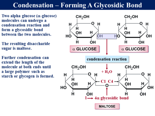 3.1.7 Water as a Biological Molecule | Teaching Resources