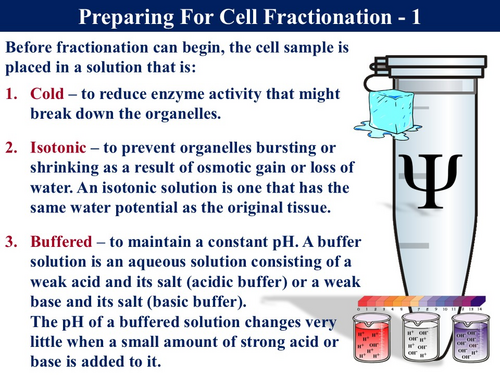 BioA_3.2.1.3 Studying Cells 4 - Cell Fractionation ...