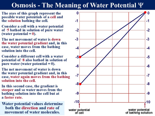 BioA_3.2.3 Membranes & Transport 2 - Osmosis | Teaching Resources