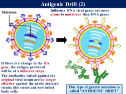 3.2.4 Antigenic Variability - Influenza | Teaching Resources