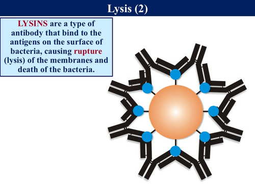 JPG, 95.3 KB
