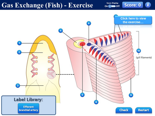 BioA_3.3.2 Gas Exchange Systems 2 - Fish & Amphibians | Teaching Resources