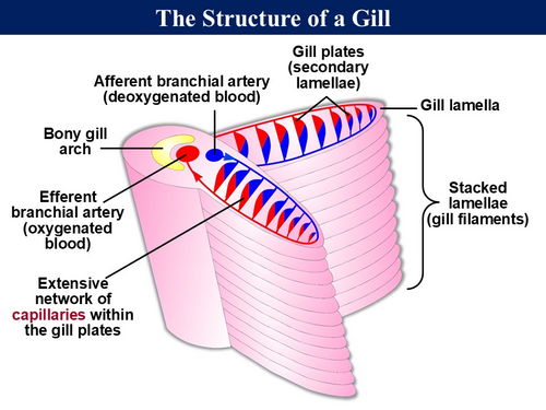 BioA_3.3.2 Gas Exchange Systems 2 - Fish & Amphibians | Teaching Resources