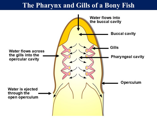 BioA_3.3.2 Gas Exchange Systems 2 - Fish & Amphibians | Teaching Resources
